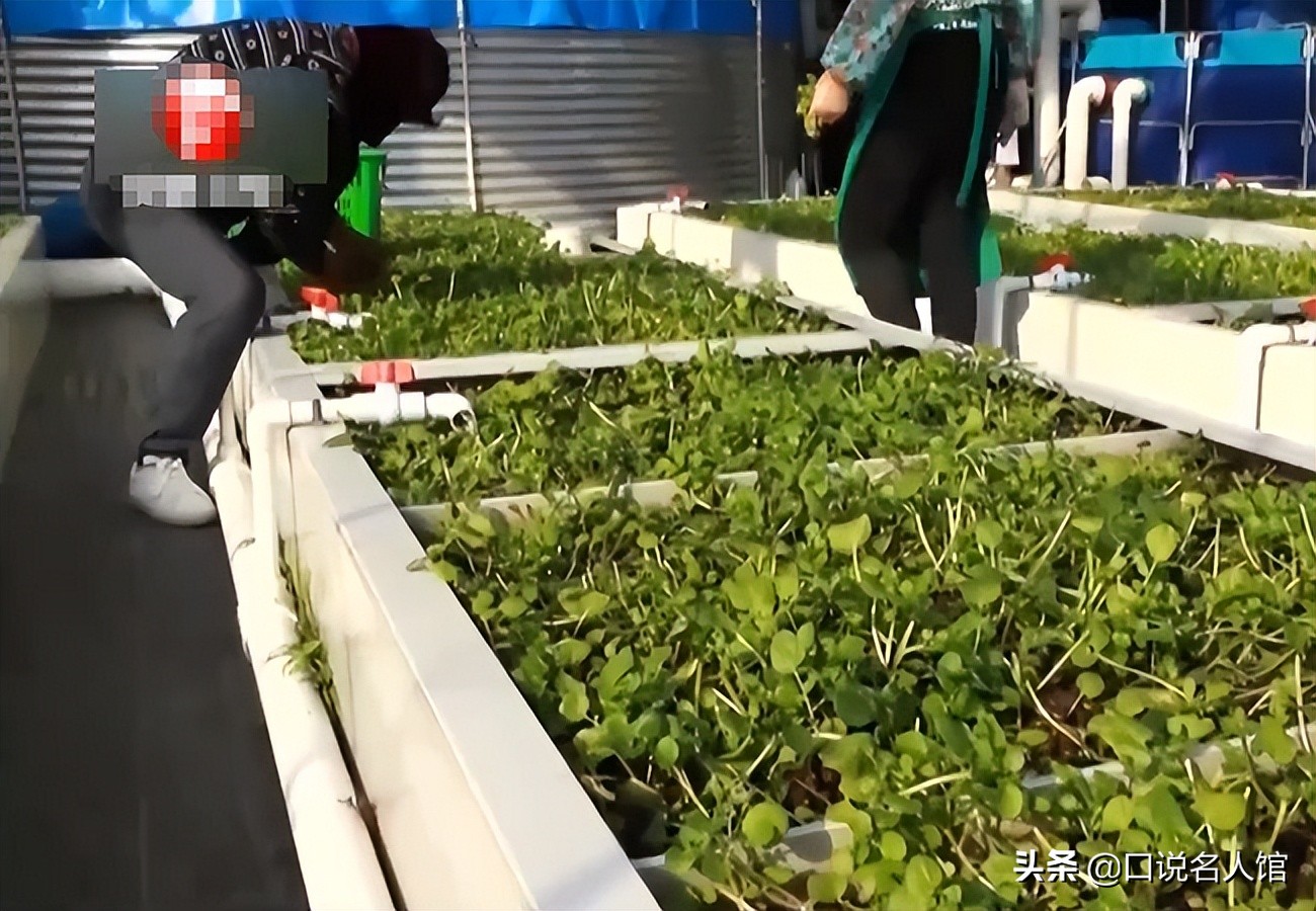 上海奇人：养鱼不换水，种菜不施肥，年入3600万，疫情在家也不愁