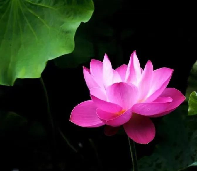 2022年，绿汀文学社巜天天诗刊》第71期