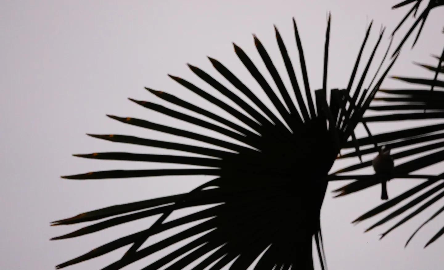 若能“三无”，就得逍遥：《逍遥游》的含义及逻辑［也人］