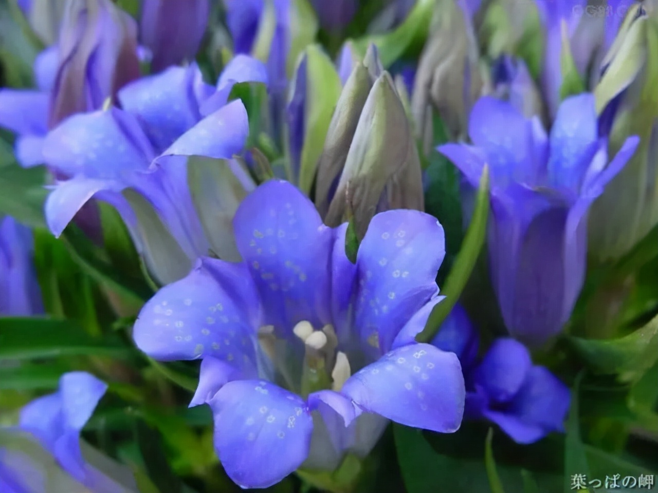 百种鲜花图片欣赏,十种最美丽的鲜花