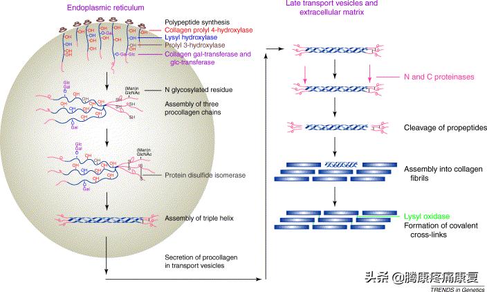 ha玻尿酸极润保湿,ha玻尿酸护肤品好吗