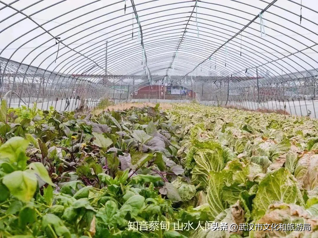 又红又大的草莓欢迎采摘,最近的草莓采摘在哪里