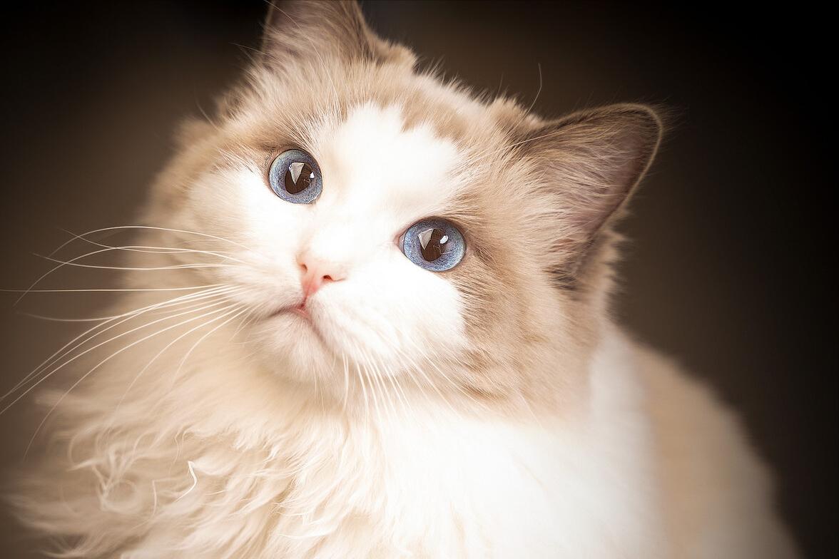 这4种猫一定要带回家,这5种猫便宜又好养