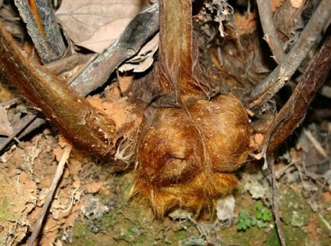 落新妇性味归经,落新妇药理作用