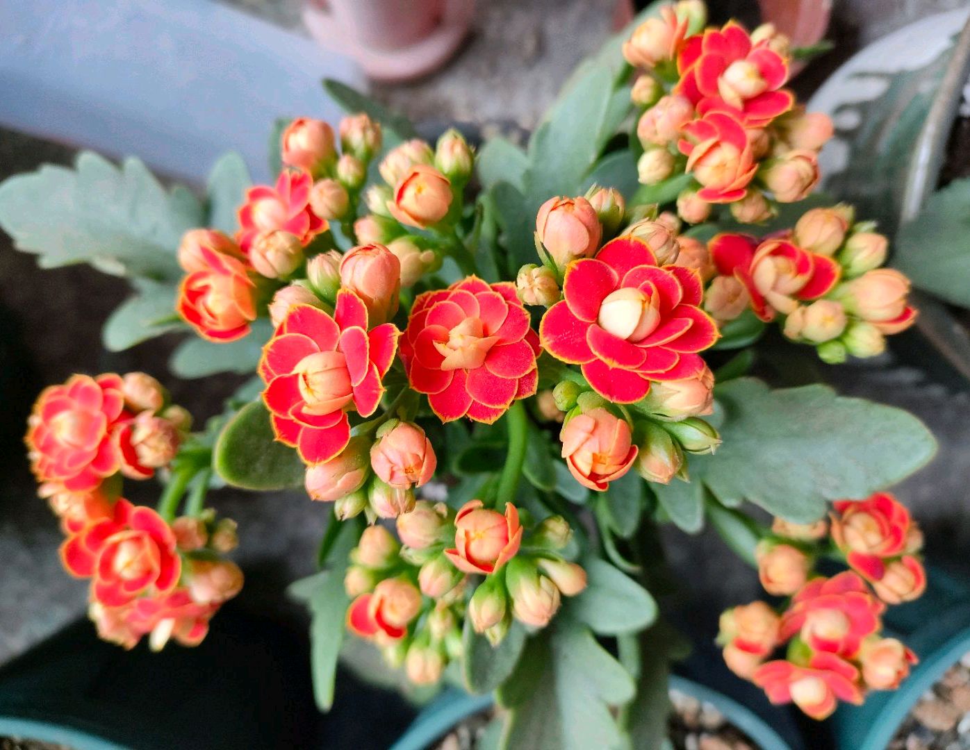 6种年宵花现在买最省钱,年宵花怎么养才旺财