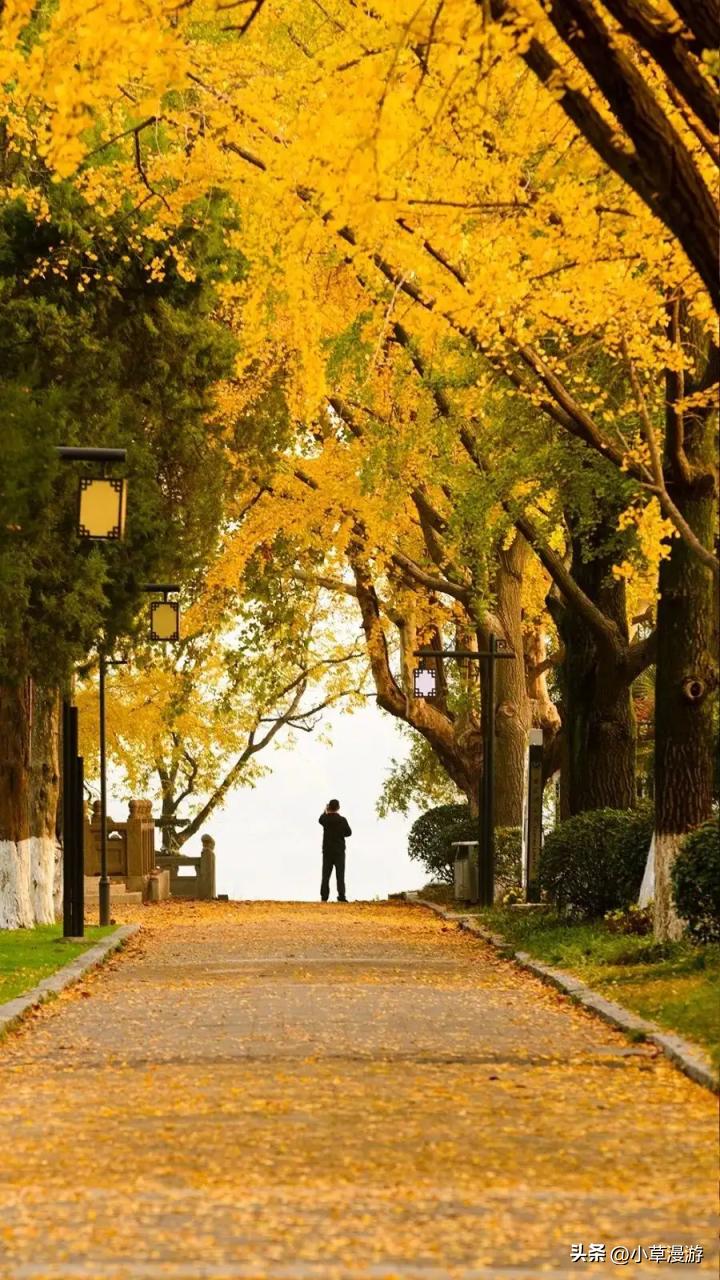 南京秋天旅游攻略路线推荐,南京赏秋景点大全