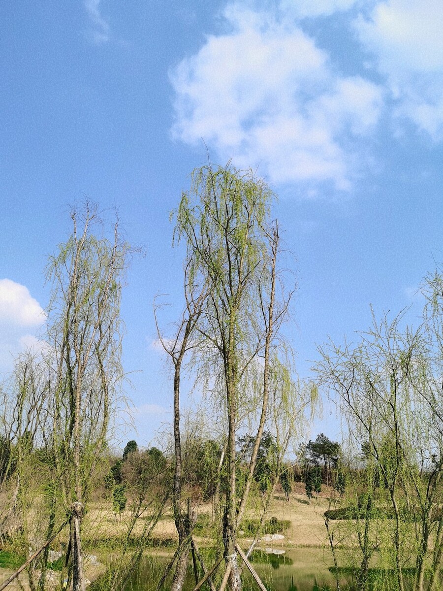 风吹杨柳万千条打一动物,风吹杨柳万千条解析