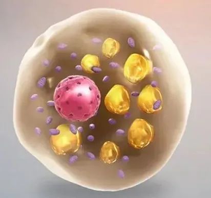 你是个成熟的脂肪细胞了,应该学会自己燃烧