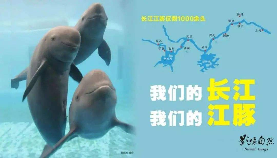 什么年代禁捕刀鱼,1万一斤刀鱼