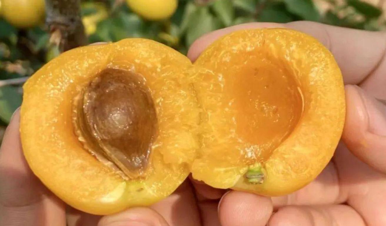 端午吃了粽子后可以吃点什么水果,端午节粽子吃多了吃点啥