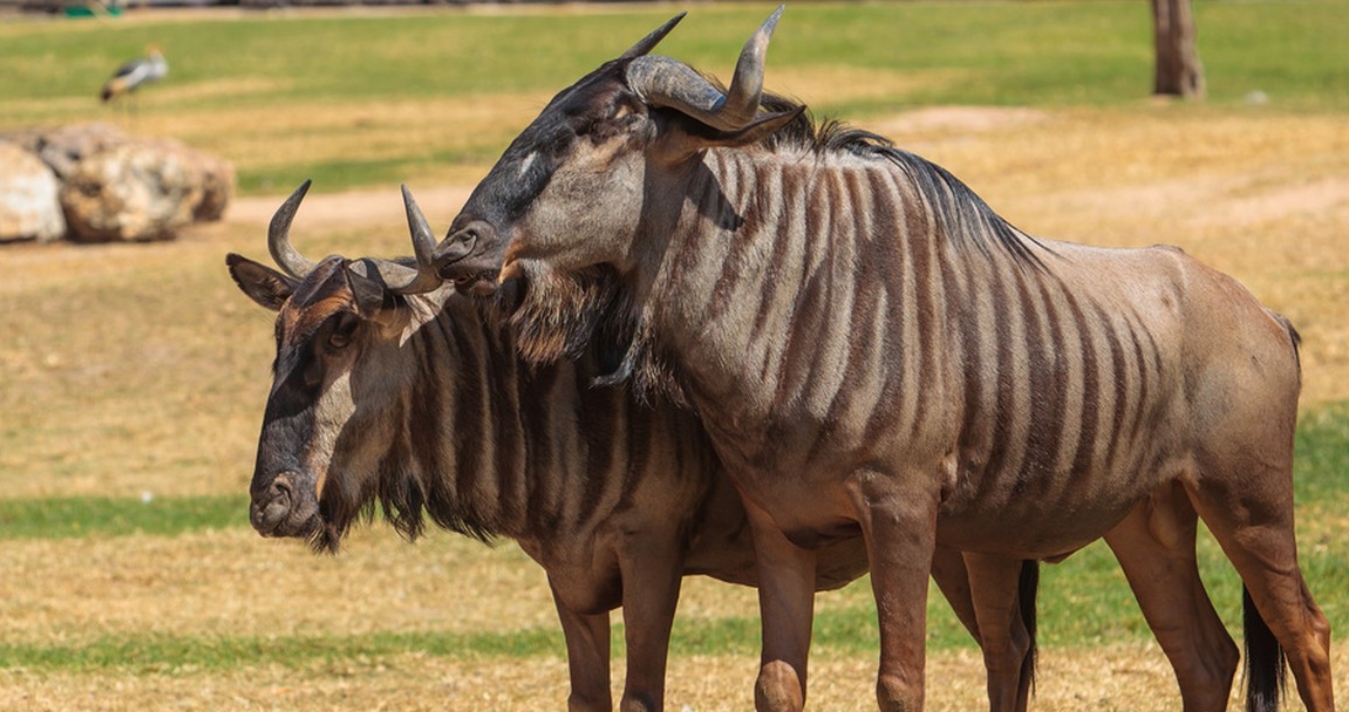 非洲草原上的“粮库”角马，社交与繁殖方式，都十分奇特