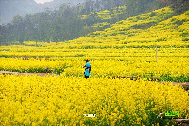 贵州樱花风景区一日游,半城樱花贵阳