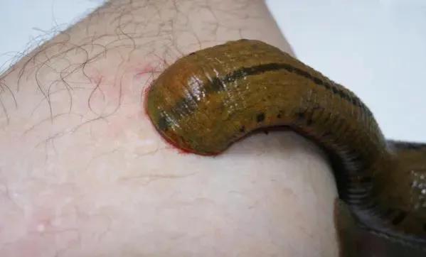 大山水里有蚂蝗,野生水蚂蝗