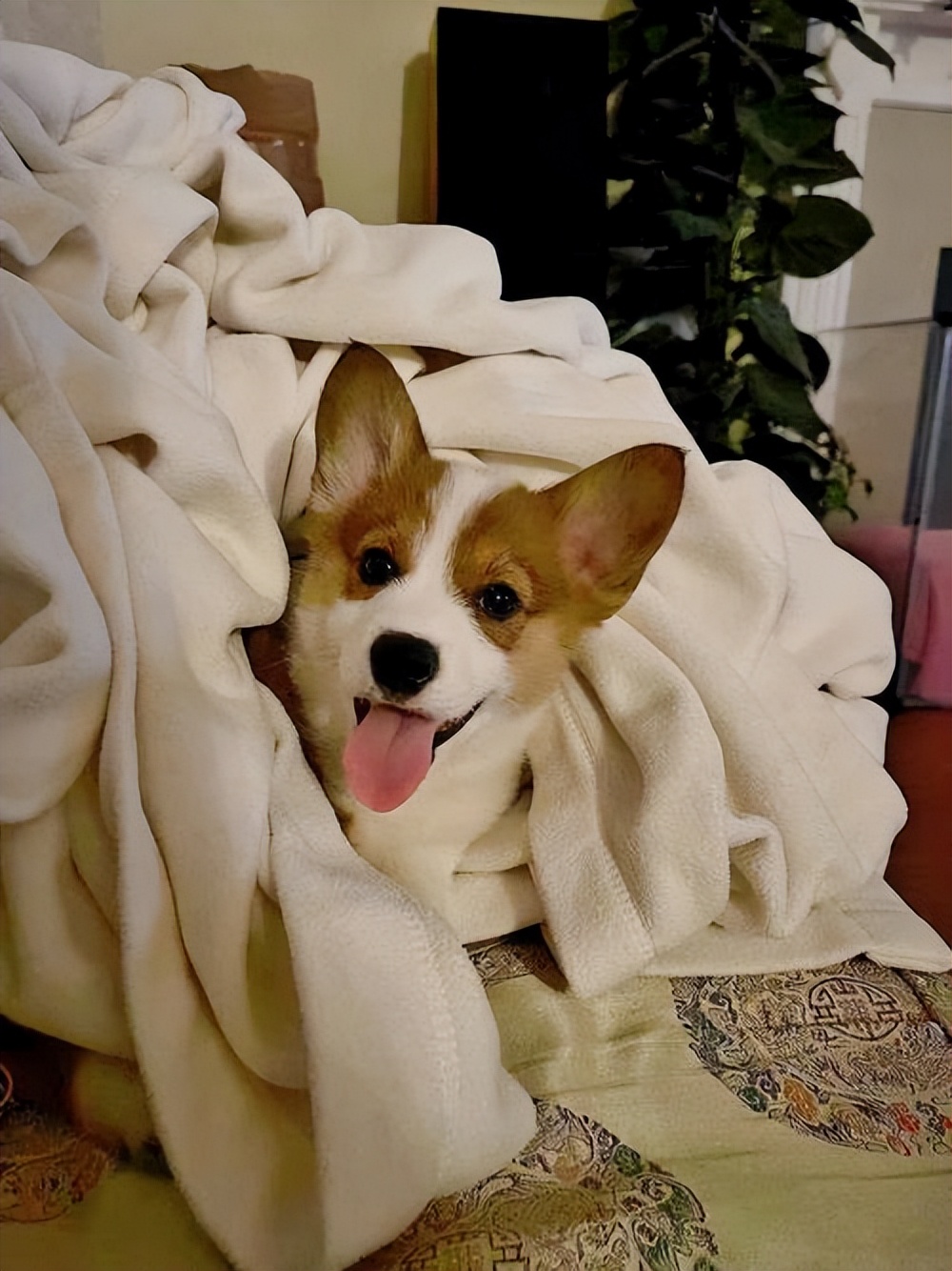 养柯基幼犬新手要注意什么,金毛和柯基哪个适合新手养