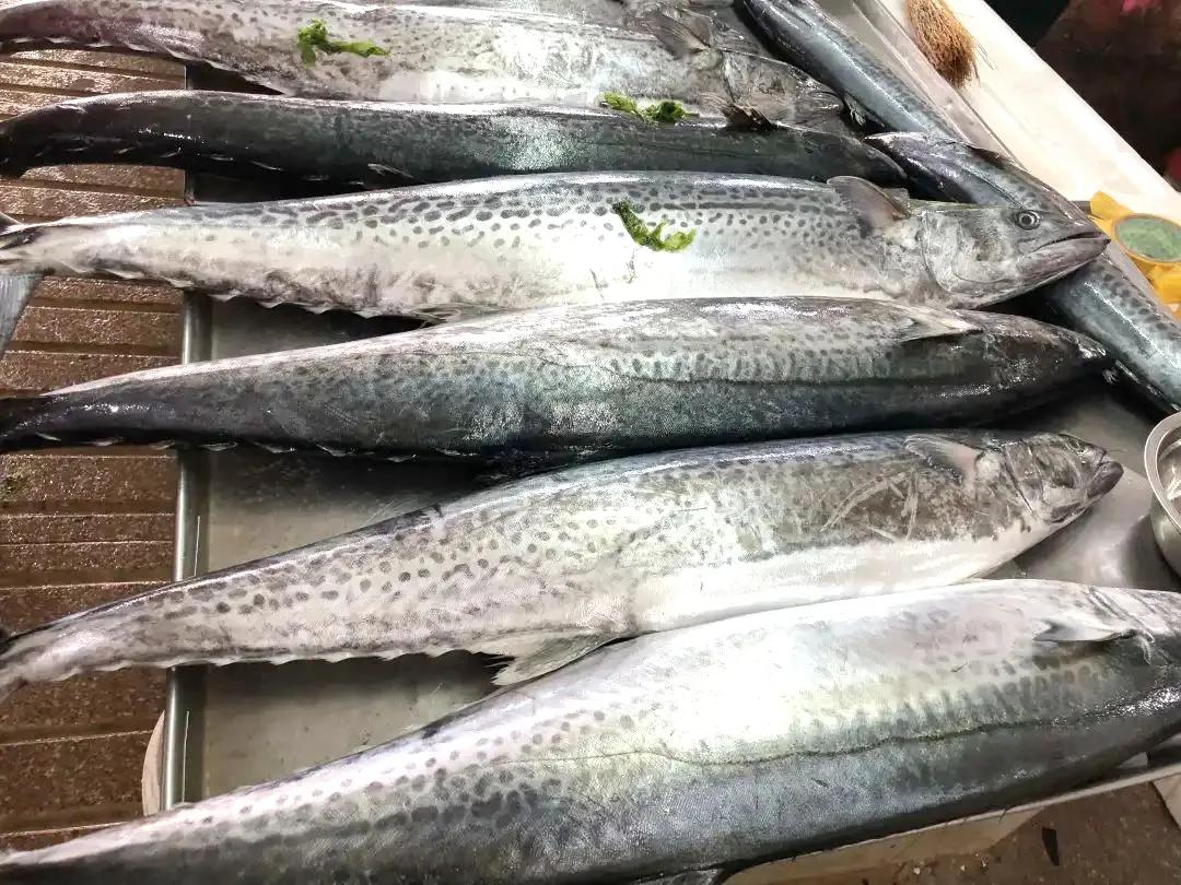 100种常见海鱼大全,常吃的海鱼图片及介绍