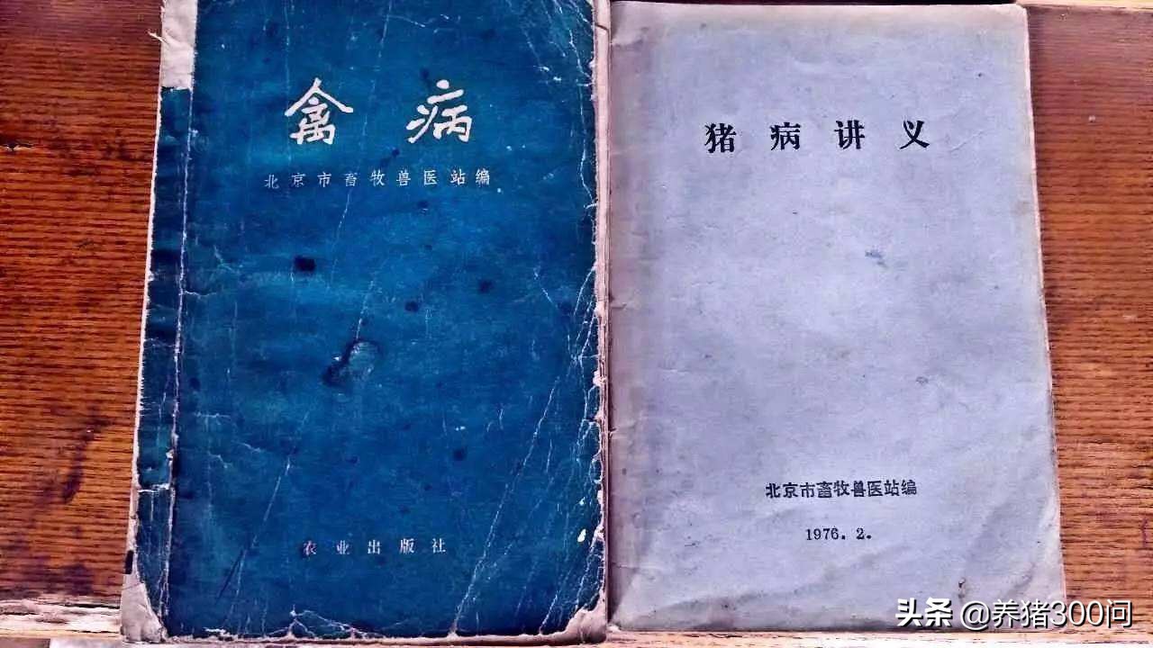 猪肺炎治疗最佳方法,猪肺炎怎么治疗讲解视频