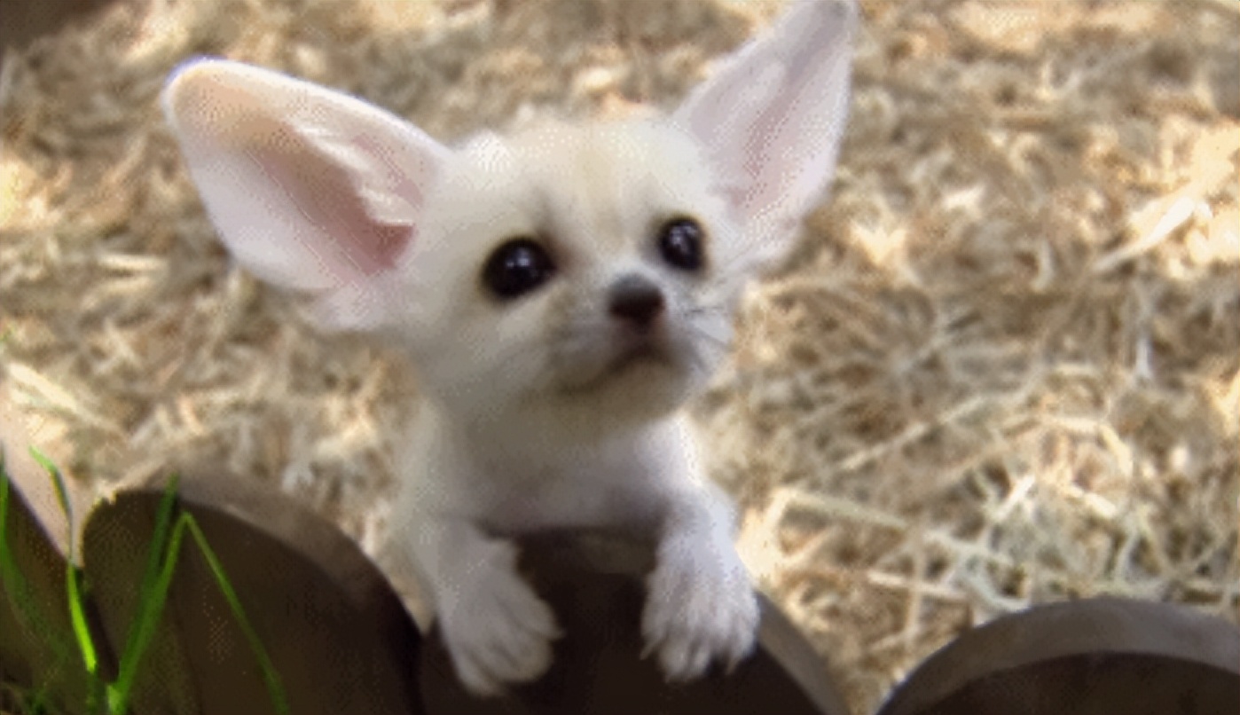 亚洲最萌动物大熊猫,国外评最可爱动物大熊猫排第三