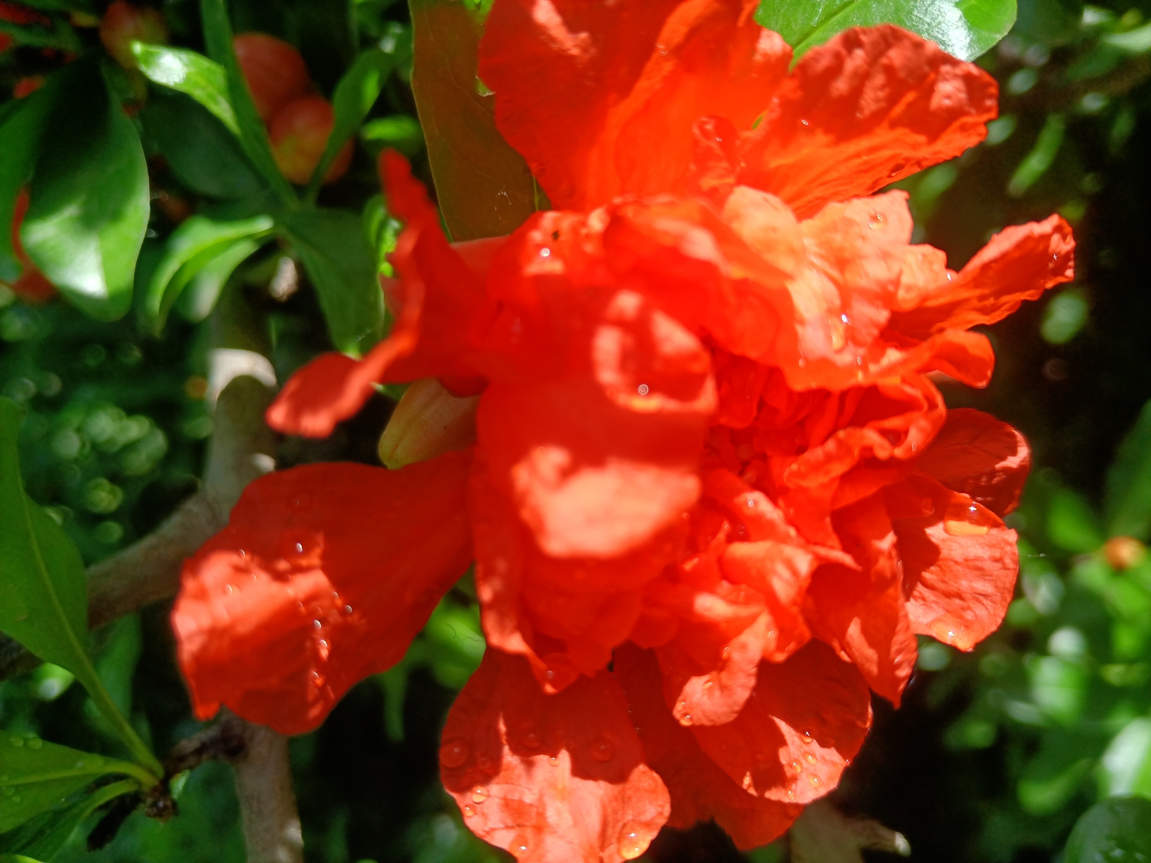 五月石榴花开的唯美诗句,关于石榴花的美文和诗句