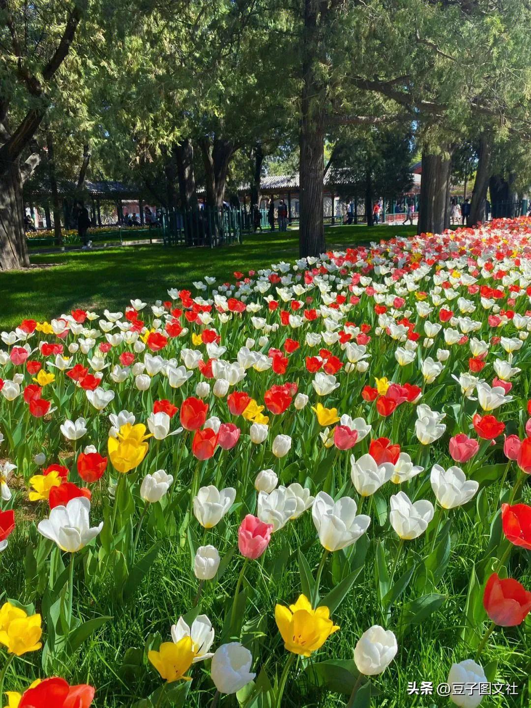 郁金香的花貌和郁金香的花语,各种颜色郁金香的花语是什么