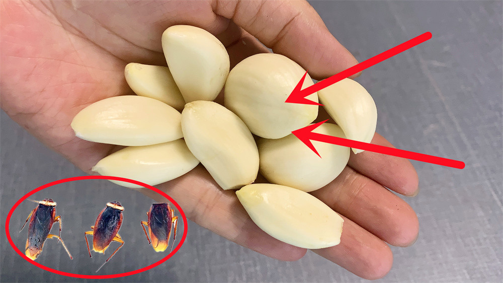 家里蟑螂少用哪种蟑螂药,家里蟑螂多不要踩