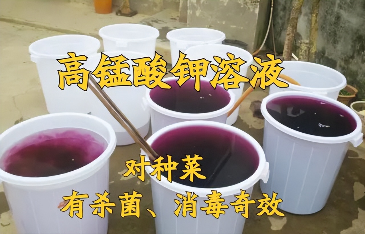 种菜感染真菌,高锰酸钾能杀死土壤真菌吗