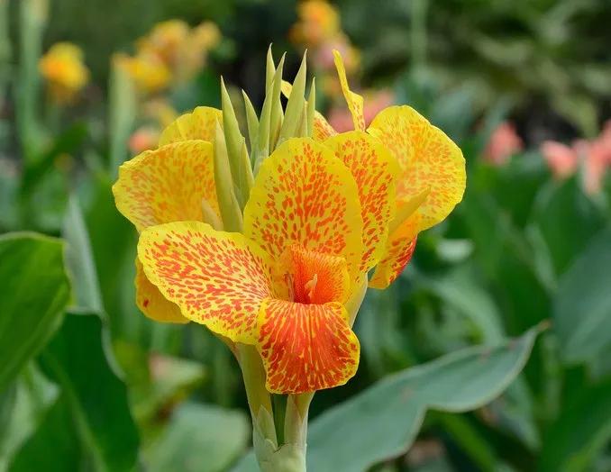 亭亭玉立一一艳艳的美人蕉（散文）