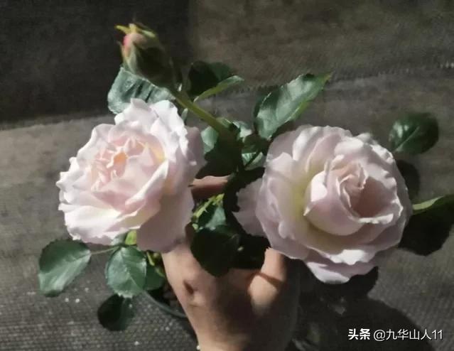 常见丰花月季品种一览,阳台盆栽丰花月季什么品种最好