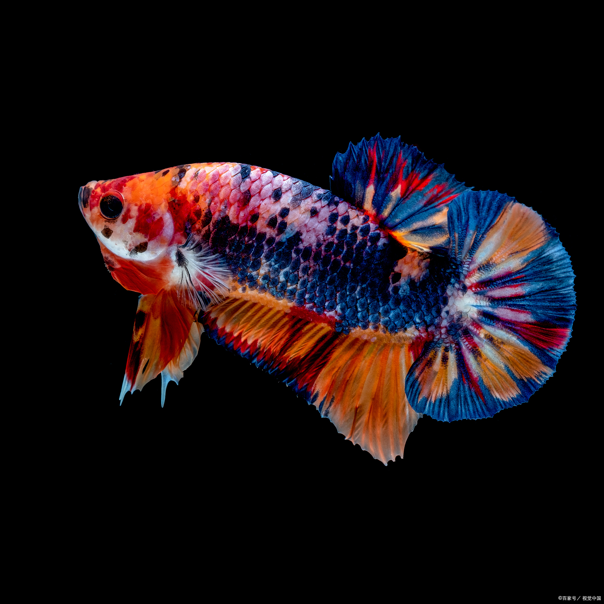 普叉斗鱼为什么喜欢跳缸,斗鱼为啥会跳来跳去