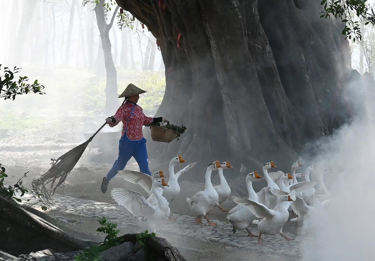 庭院经济可以发展什么,真正的庭院经济