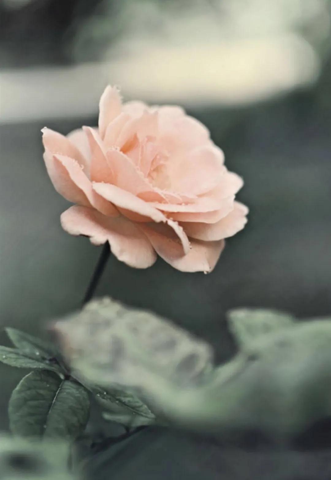 赠人玫瑰手有余香英文,赠人玫瑰手有余香下一句