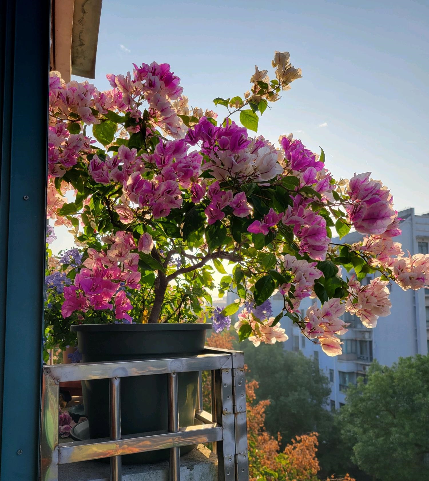 红心樱花三角梅特点,三角梅银边浅紫四季开花好养易活