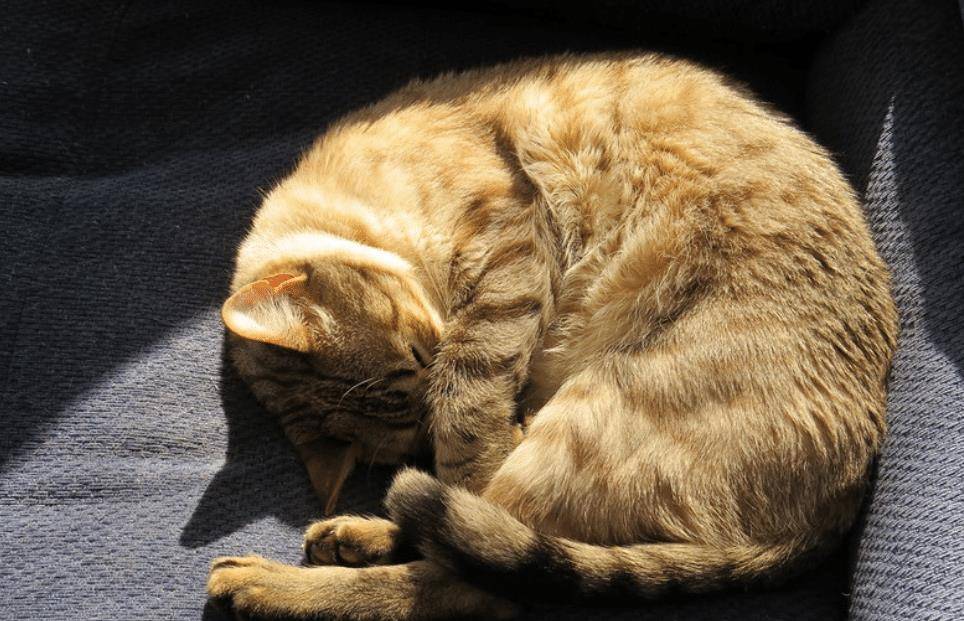 猫咪的迷惑行为和奇怪的睡姿,看猫咪的睡姿判断它的警惕性