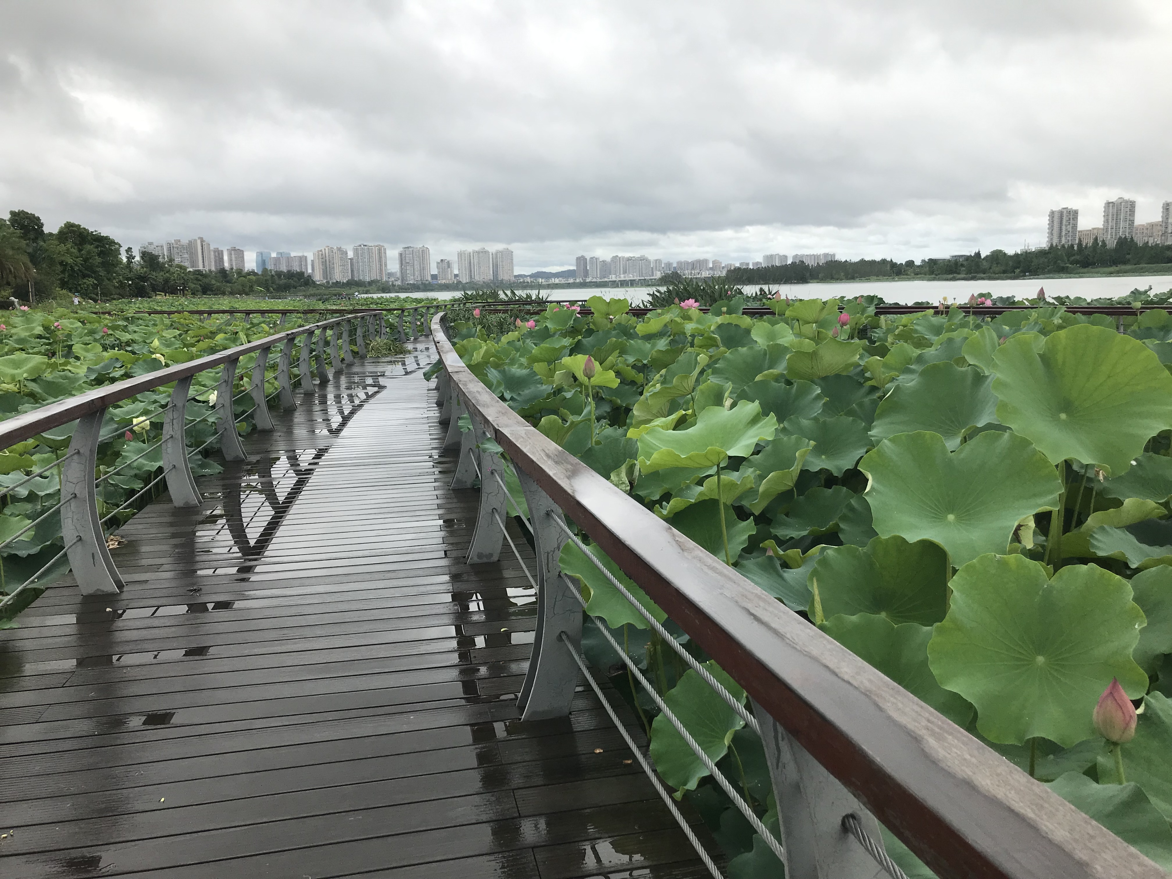 烈日炎炎赏荷花清凉一夏,京郊赏荷领略夏日之美
