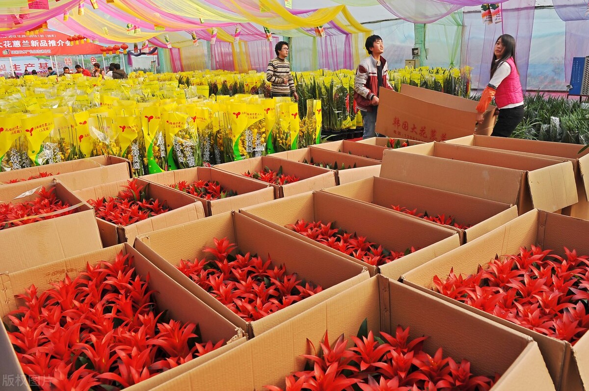 花卉批发市场有哪些种类,花卉批发前景