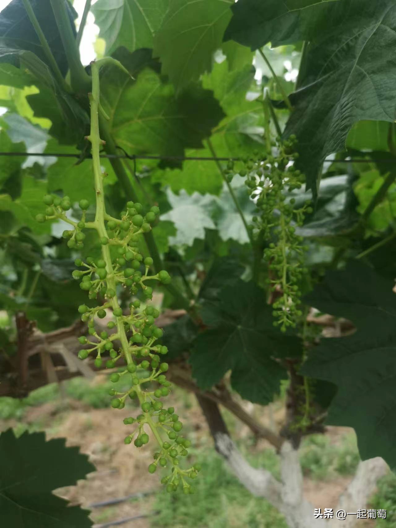 隔壁老王种葡萄的抖音,隔壁老王种植技术视频