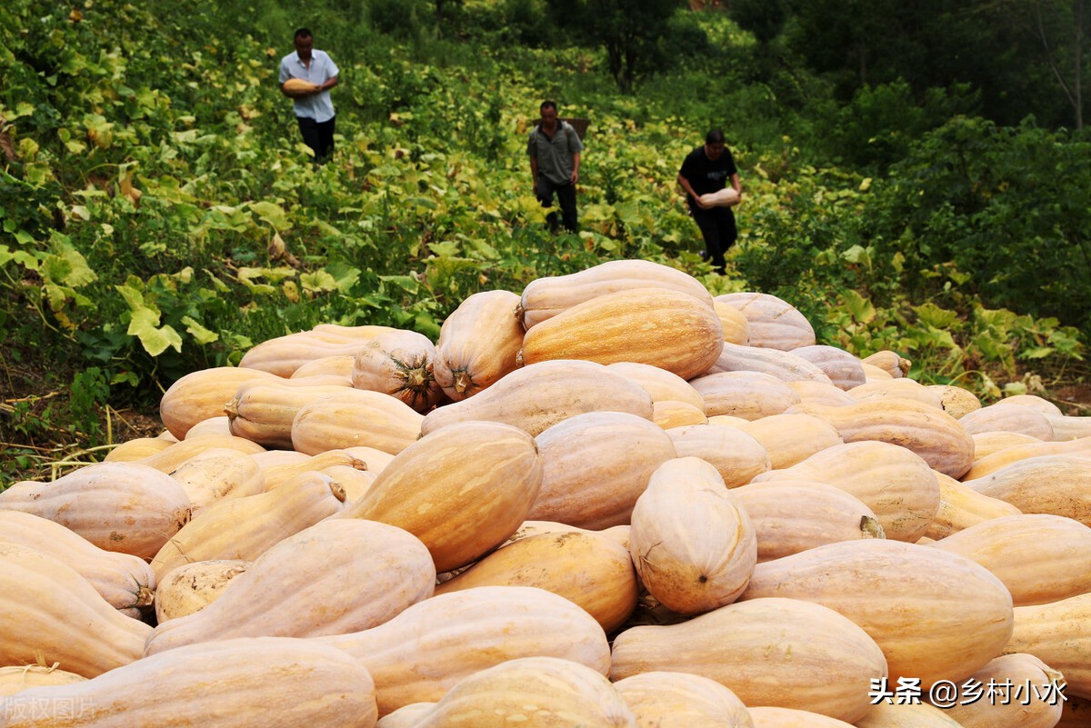 种南瓜怎么一结瓜就会掉,南瓜怎样种结瓜多