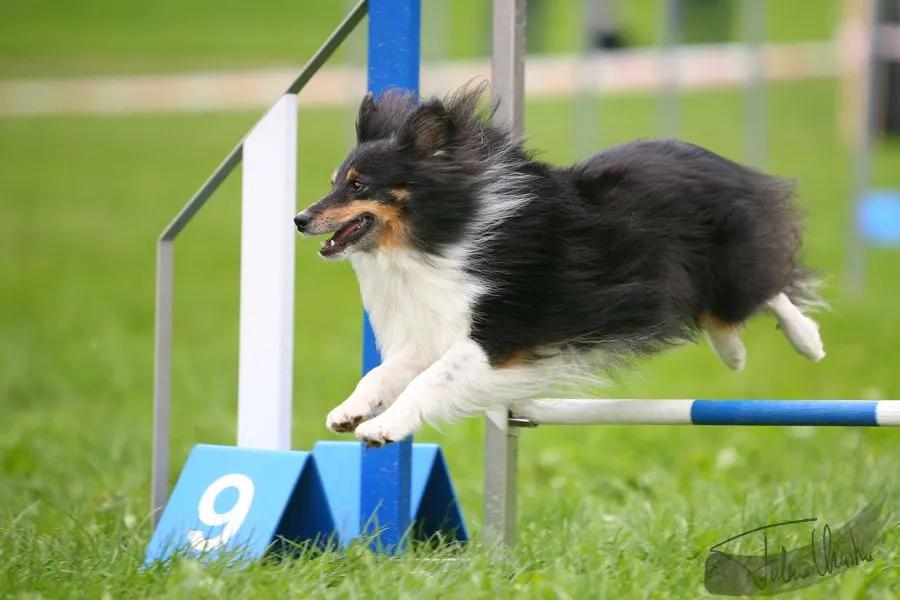 盘点世界十大最聪明的狗狗,全世界最聪明的狗狗十大排名榜