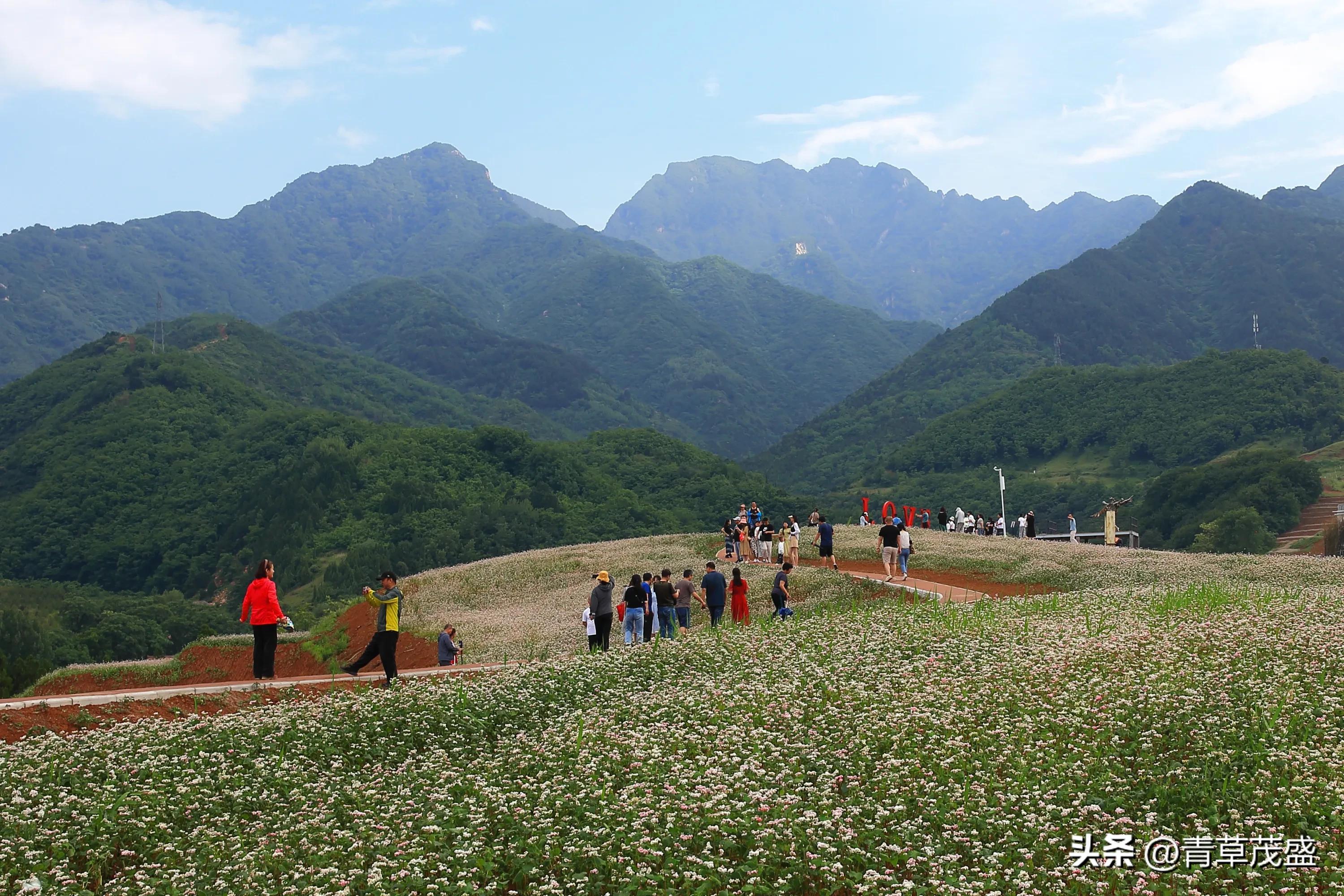 西安蓝田荞麦岭景区,蓝田荞麦岭日出美景视频