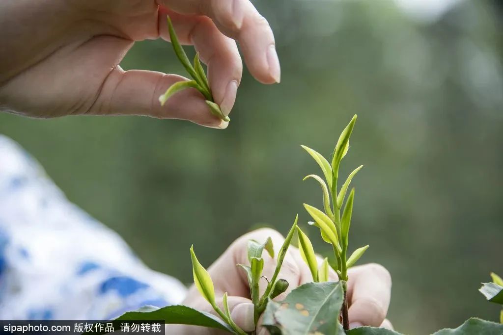 谷雨的到来意味着暮春已至,暮春初夏到谷雨