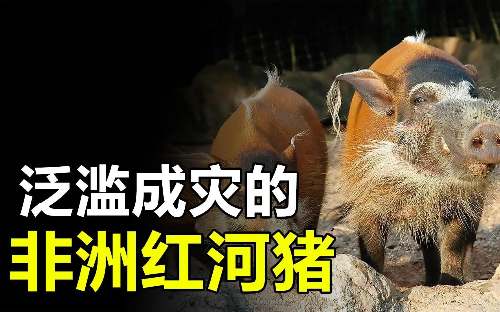 闈炴床閲庣尓鍒嗗竷鍖哄煙,闈炴床閲庣尓