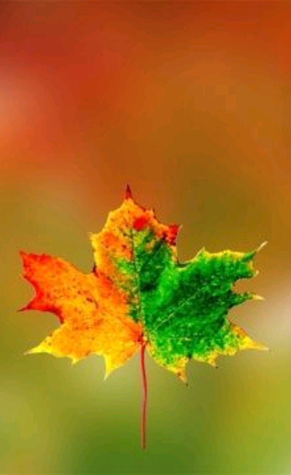 季节渐深,感悟秋叶之静美