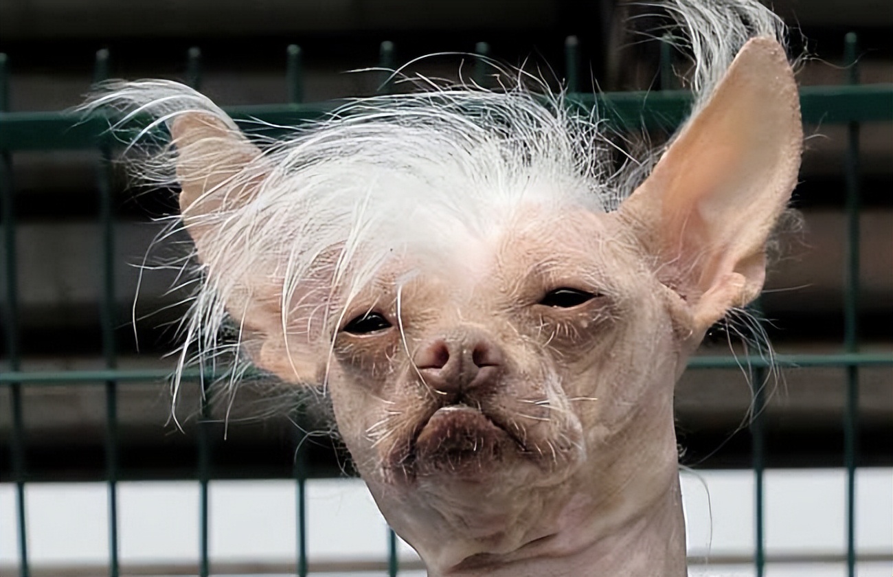 全世界十大名犬排行榜发布,世界上最好的十大萌犬