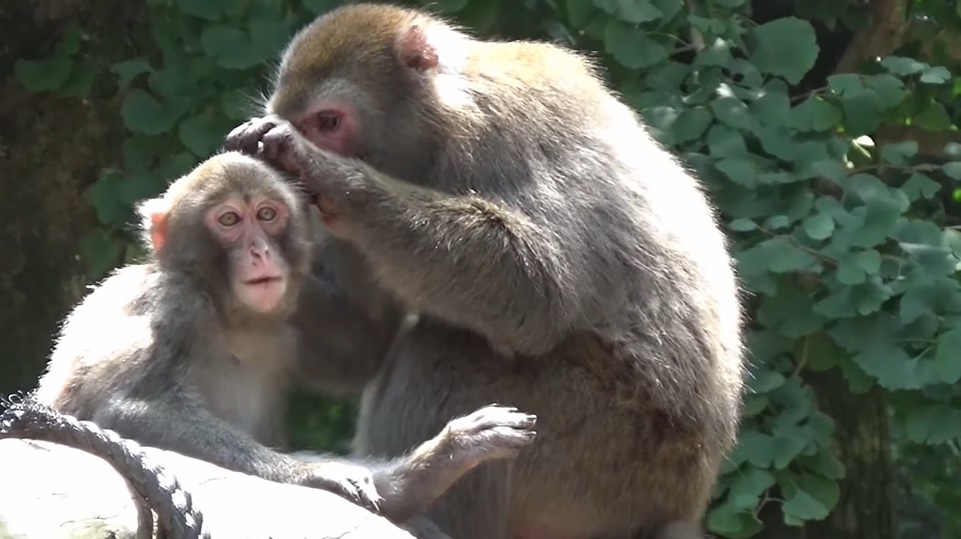 日本母猴称王,日本母猴王现状
