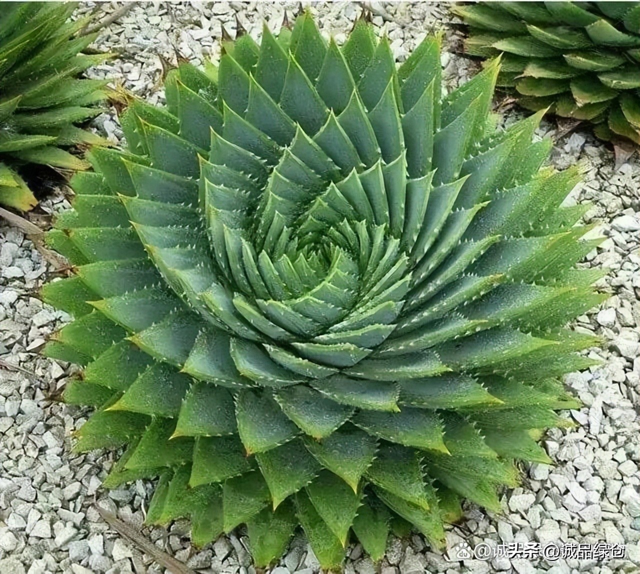 旋转女王芦荟小苗,旋转女王芦荟一年长多大