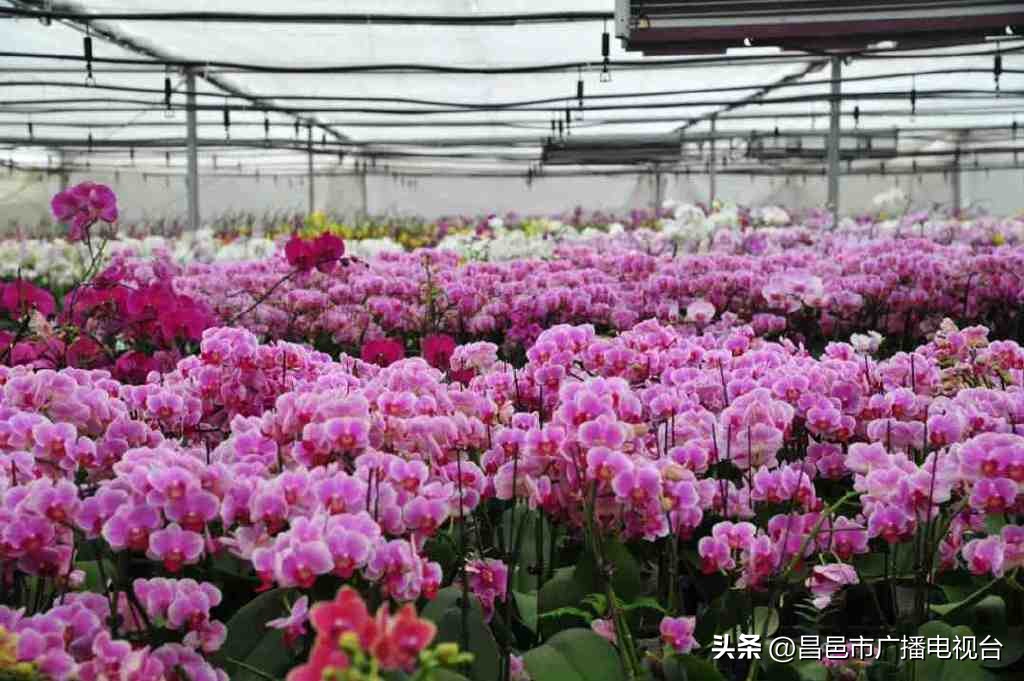 这才是潍坊（“好品潍坊”篇）