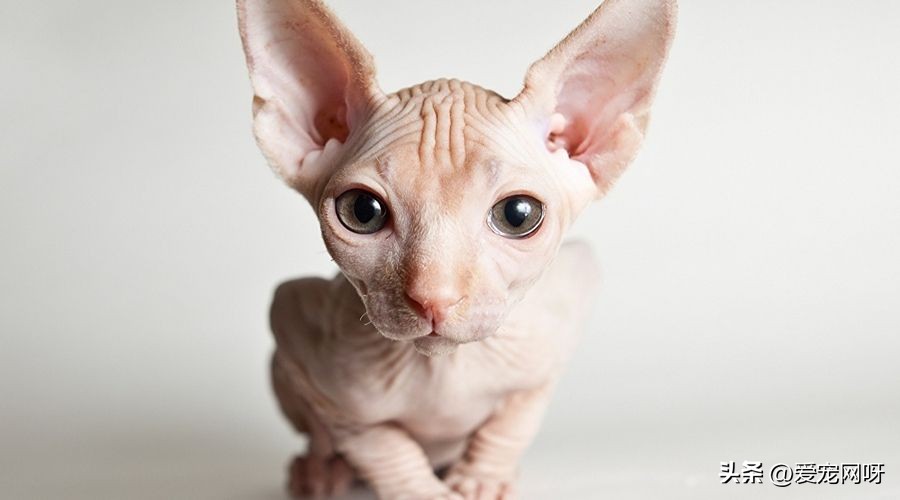 玳瑁猫咪是什么品种,猫咪品种大全及图片