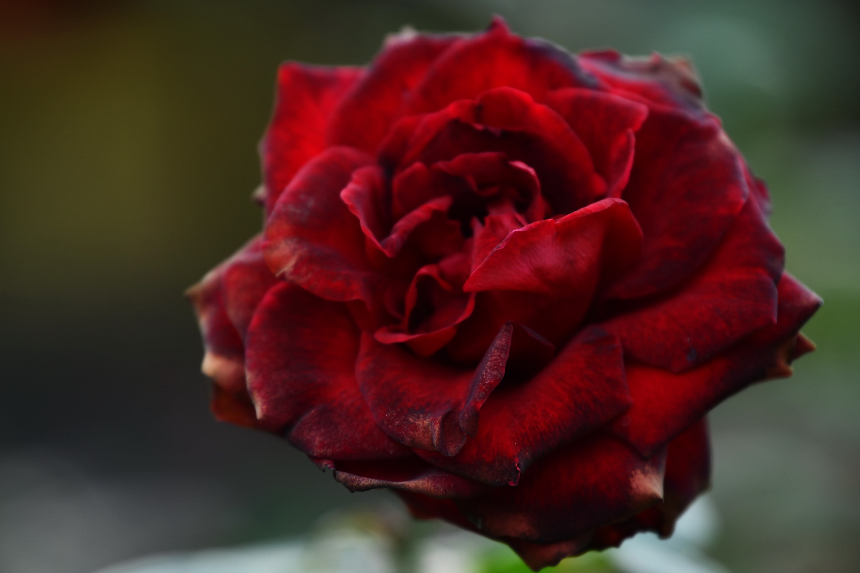 广州市番禺区宝墨园攻略,广州宝墨园景观