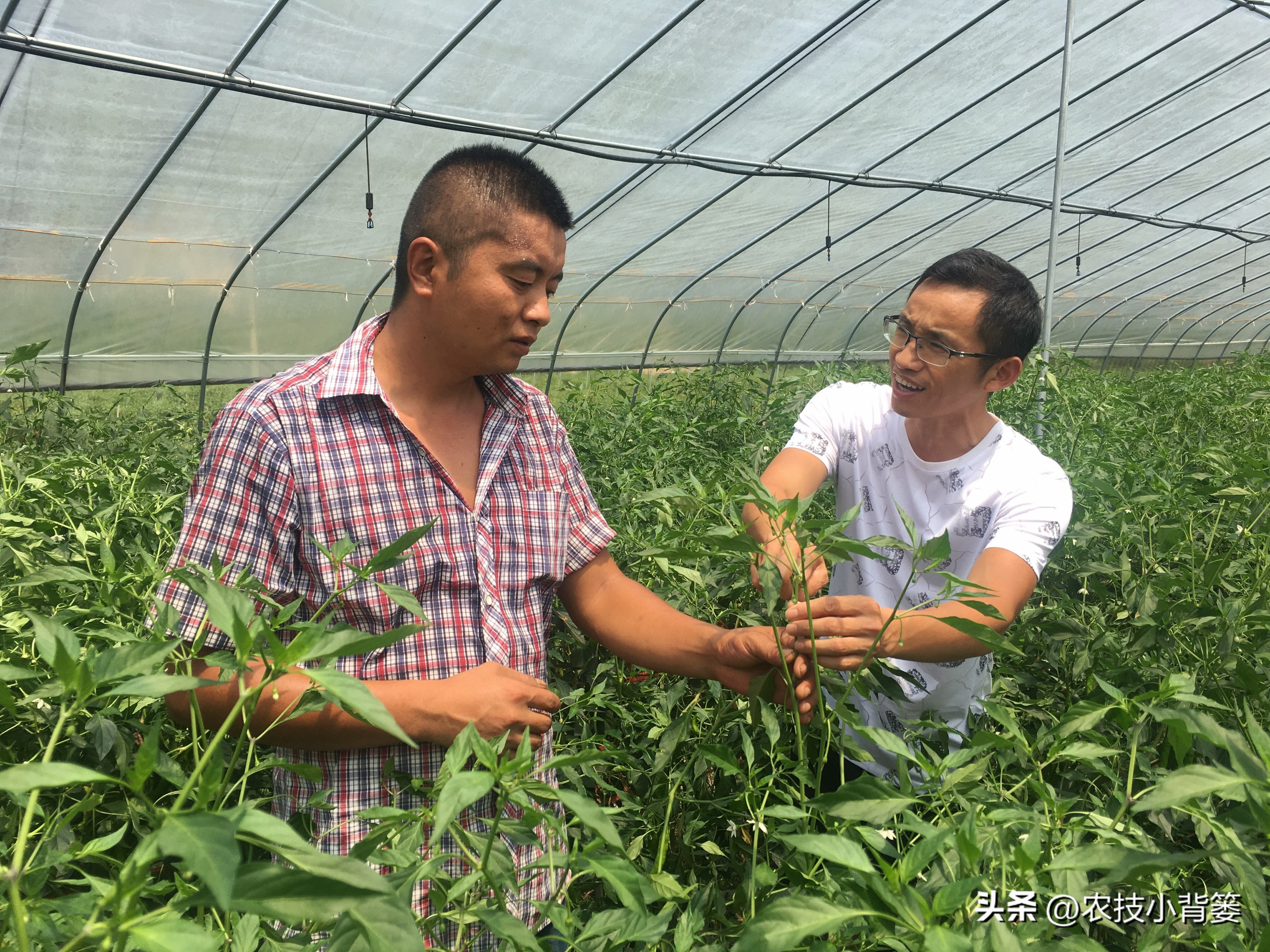 作物旺长怎么办,作物徒长问题及解决方案