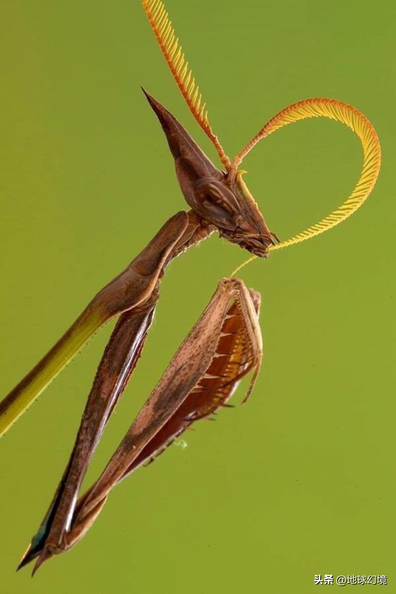 10种最罕见的神秘生物,35种罕见生物照片