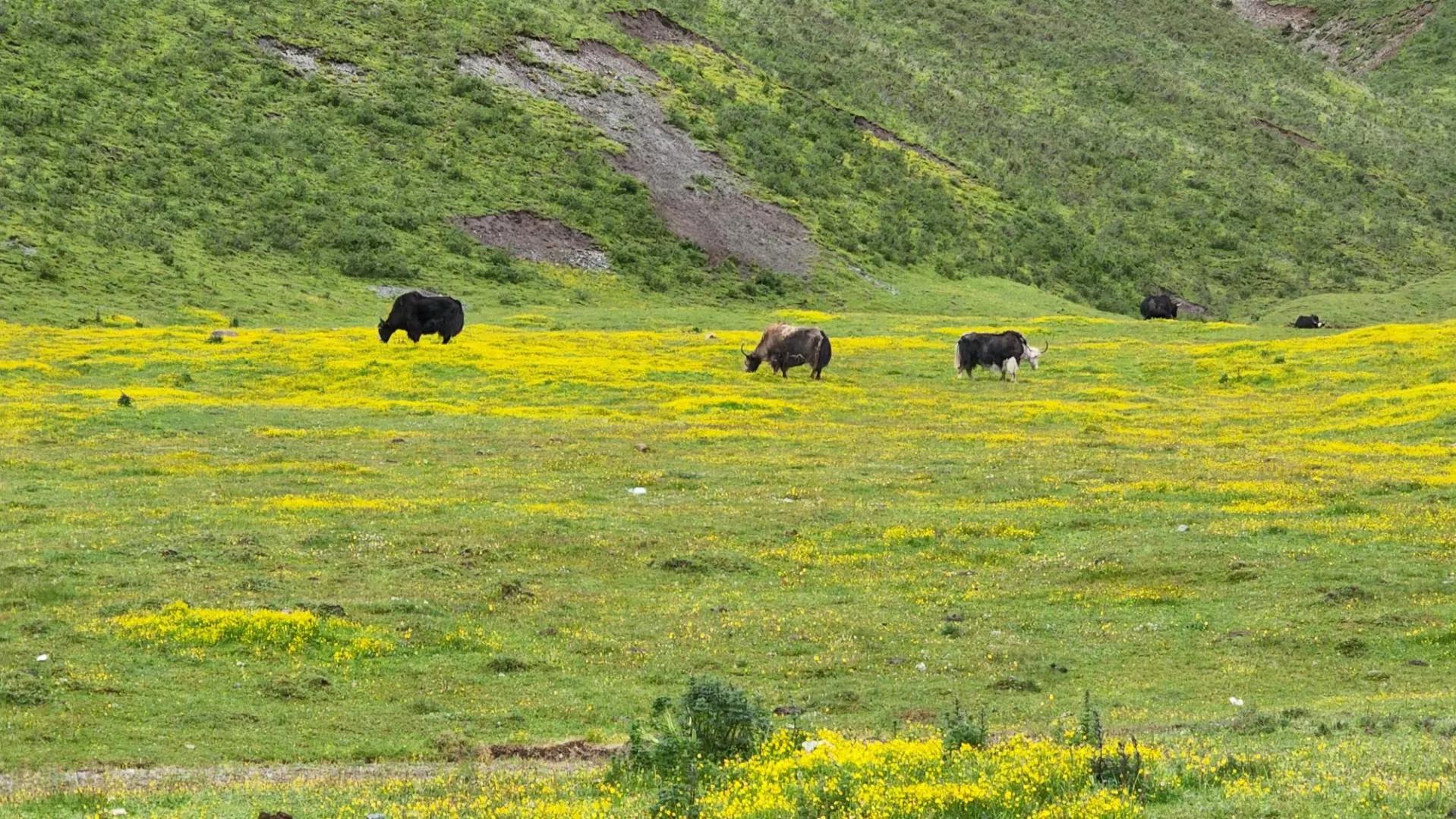 成都至青海大环线自驾游最佳路线,成都自驾青海湖最佳路线图